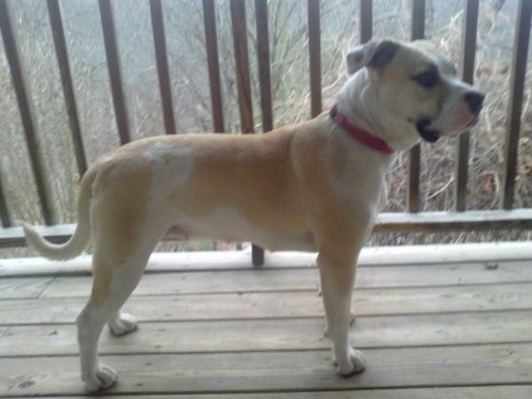 Shoupes' Bama Girl of A.S.