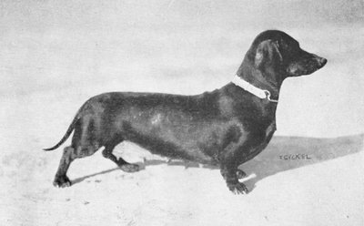 Terra von Lichtenstein