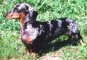 Golden Dakshaund Normandia