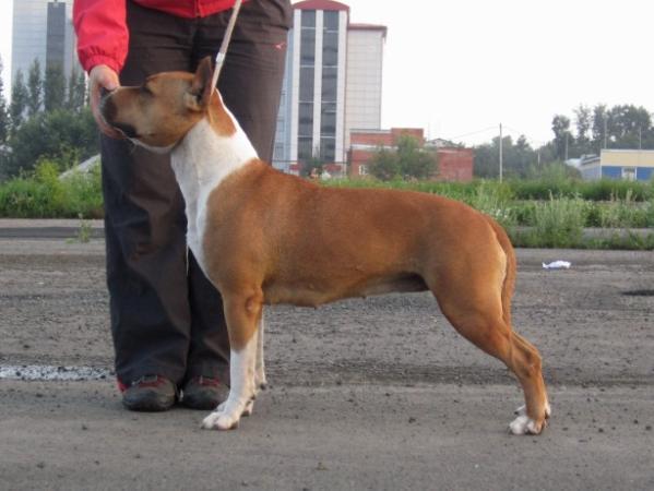 JCH RUS, RUS, CH RKF Amfashion Janney Allison