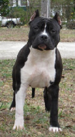 CH Cicero's Barbarian Warlord