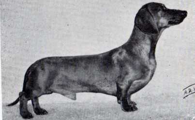 ENG CH Limberin Americano