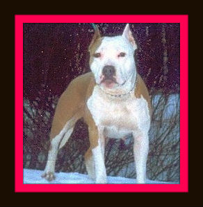 Jutta Elus Relsi Shadow