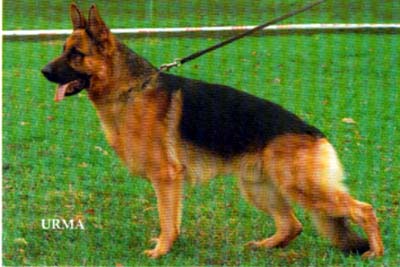 SG Nick vom Oytener Land