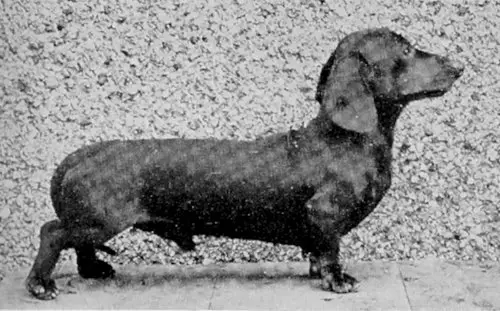 ENG CH Stephan Of Montreux