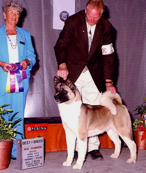 AKC CH Tamarlane's Silver Lining