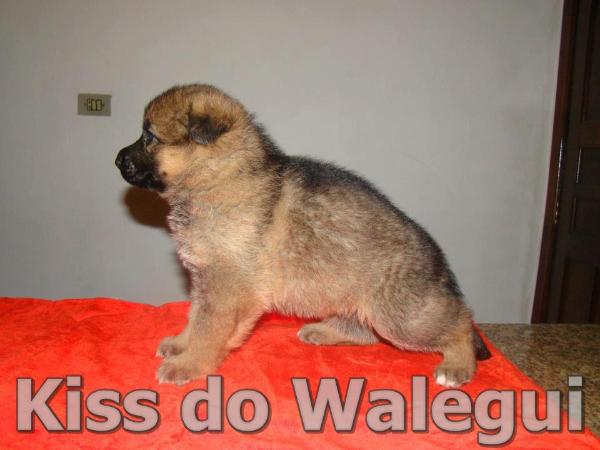 Kiss do Walegui