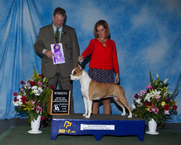 AKC GRANDCH Pumpkin Pie Pnx Of Bazo-Town