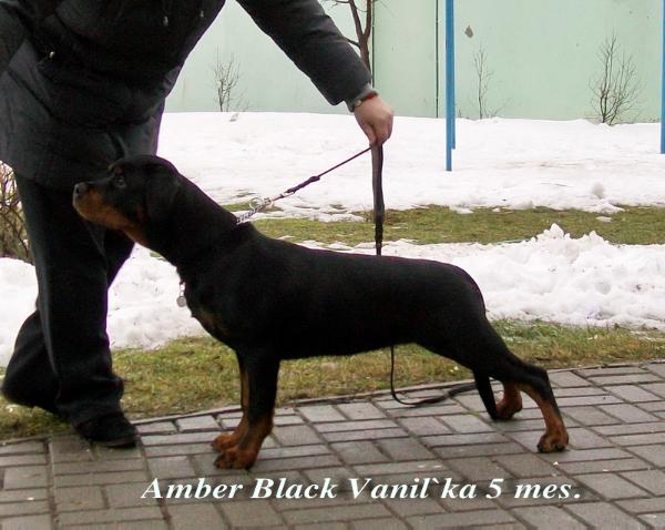 JCAC Amber Black Vanil`ka