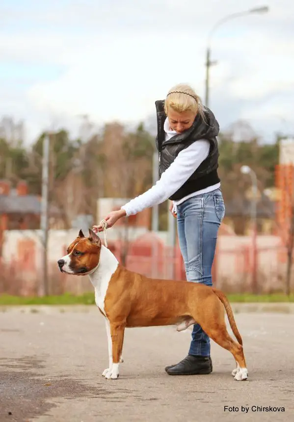 INT, MULTI CH Anikord non-Stop to a victory for alvik