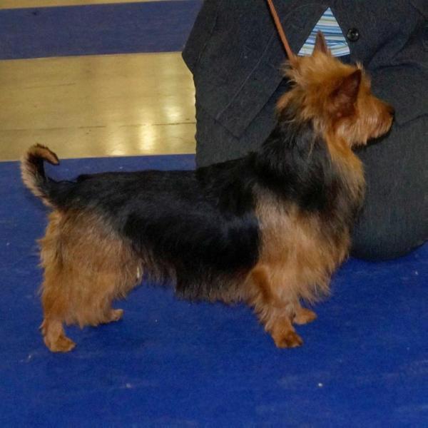 Ch.Eurasia, RKF YakoGor Lalique Tendre  lady