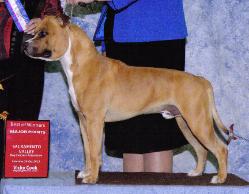 AKC CH Ironstone's The Enforcer