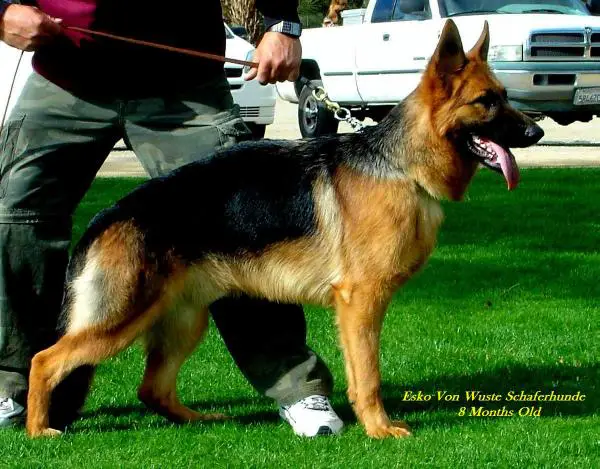 Esko von wuste schaferhunde