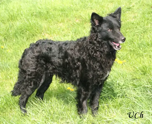 Szelvigyazo-Garaboncias KÖKÉNY