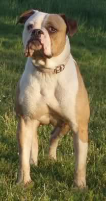 Viking Bulls "Skyqueen Frigga"