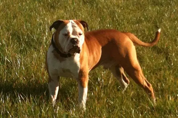 Viking Bulls "Beowulf"