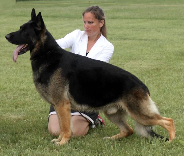 SELECT EXCELLENT GCH Marquis' Horse With No Name