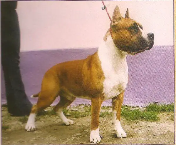 JCHRUS, CHRUS, MD,UA Don Dragon