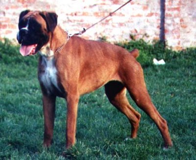 Rina von das Cer Gebirge