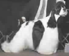 CH Dal-Mar's Double Dealer