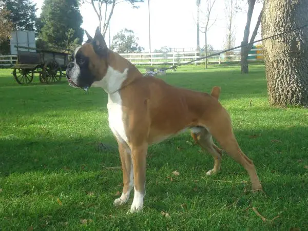 Bruno De Los Vitocos