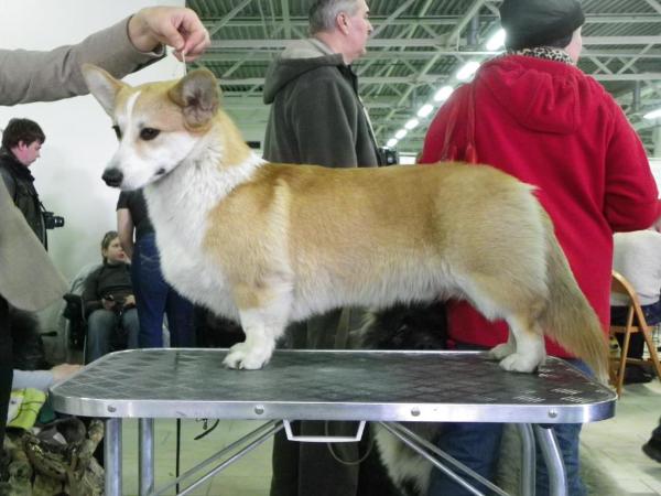 Welshcorgimania angel in disguise