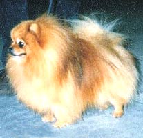 Soffies Danish Dynamite