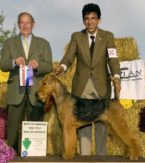 CH Darbywood's Tiger's Eye