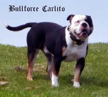 Bullforce Carlito