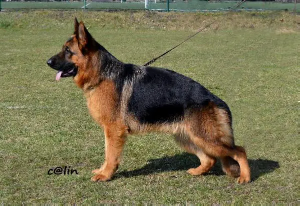 Santana von Schalcris