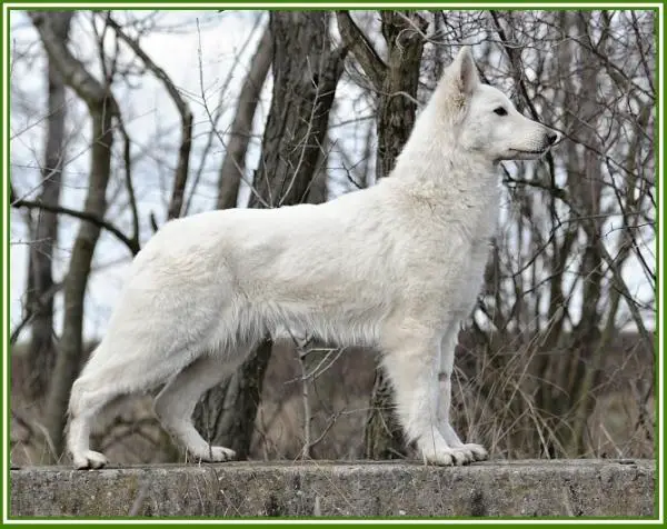 CACIB,BOJ,CAC,CAJC Elfi Nubika (HD A  ED 0)