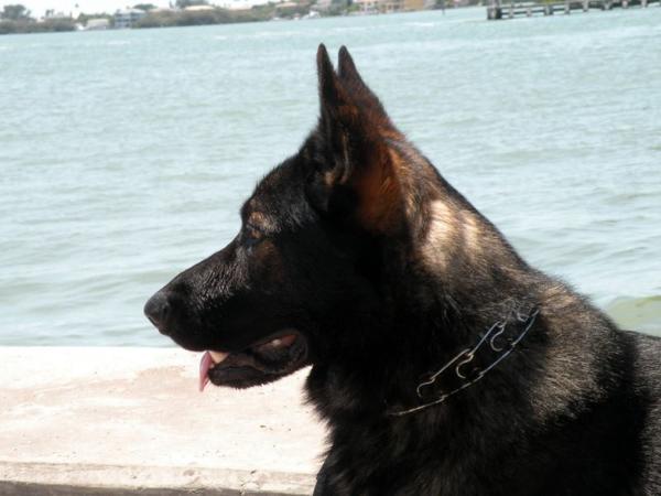 Southern Pride Mufasa