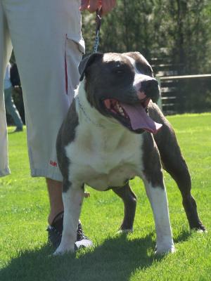 Rixendis tribale vahia el diego