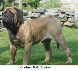 Greiner Hall Brutus