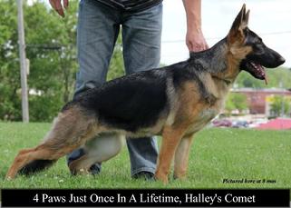 4 Paws Just Once in a Lifetime, Halley's Comet
