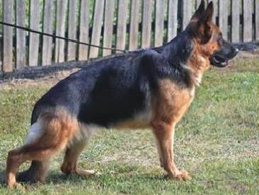 SG Toska od Plavog Safira