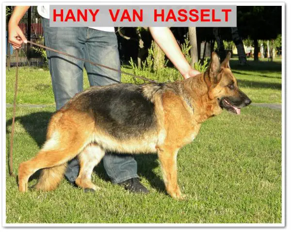 Hany  van  Hasselt