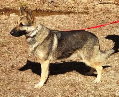 Shera Von Warfenburg