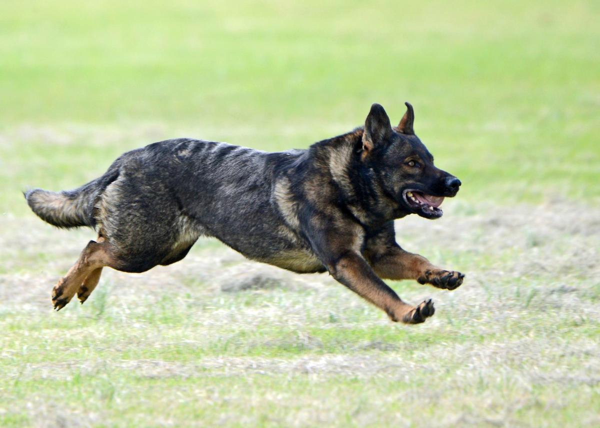 Diamond Diva von Schraderhaus