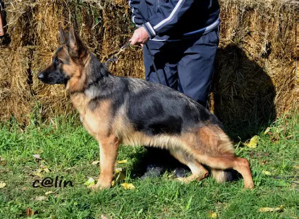 SG Divna vom Platanshof