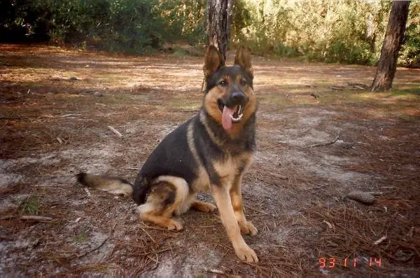 MILITARY POLICE DOG Brent z Pobuči