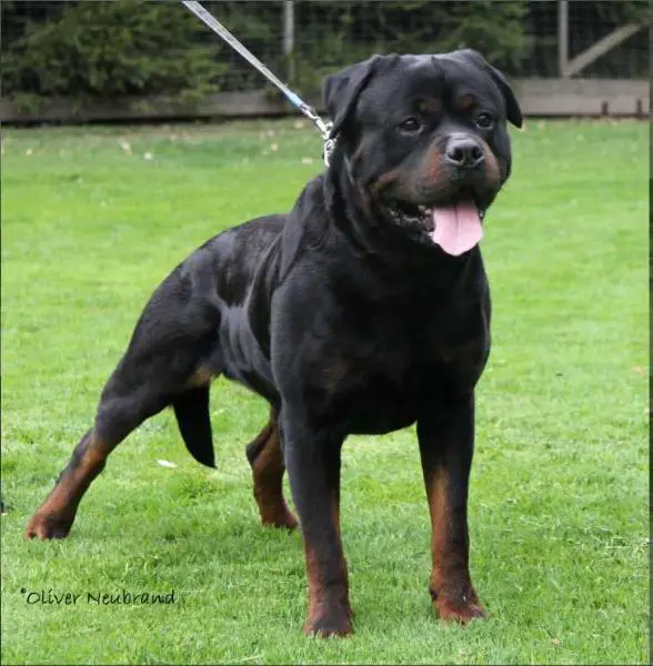 Vorzüglich V1, CAC, Anw. DT.VDH-CH Elvis vom Haus Rosenberger