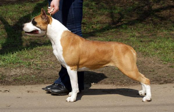 Intuiciay s Zelenogo Goroda