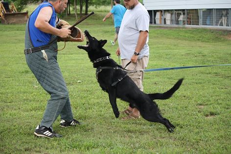 Aksel Vom Friedenswachter