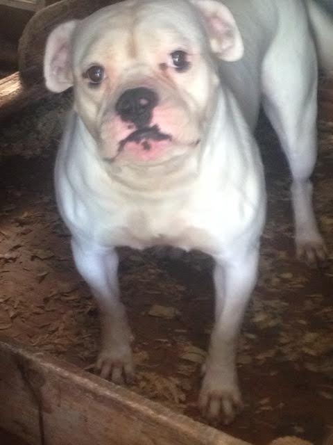 Rlk'S white lady of epic bullies
