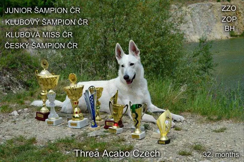 GCh., Ch., Jch., Club Ch. Threa Acabo Czech