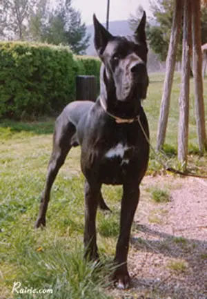 Elroy du Domaine de Valdemar