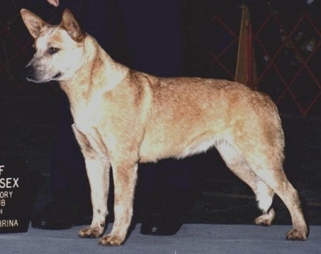 CH (US) Buzzards Red Firegem Okie