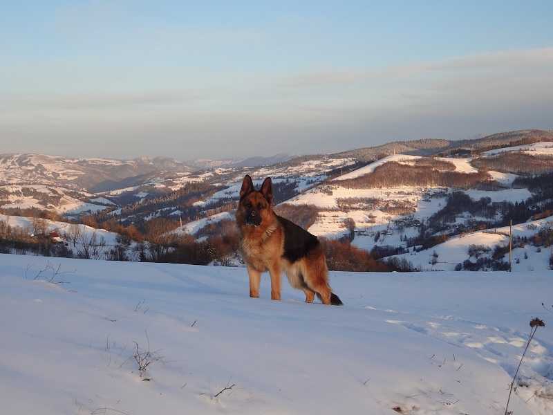 Gerry Von Bienenwald