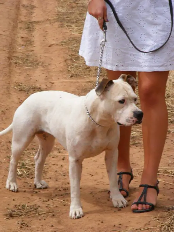 Hotpaws Mistie Moon